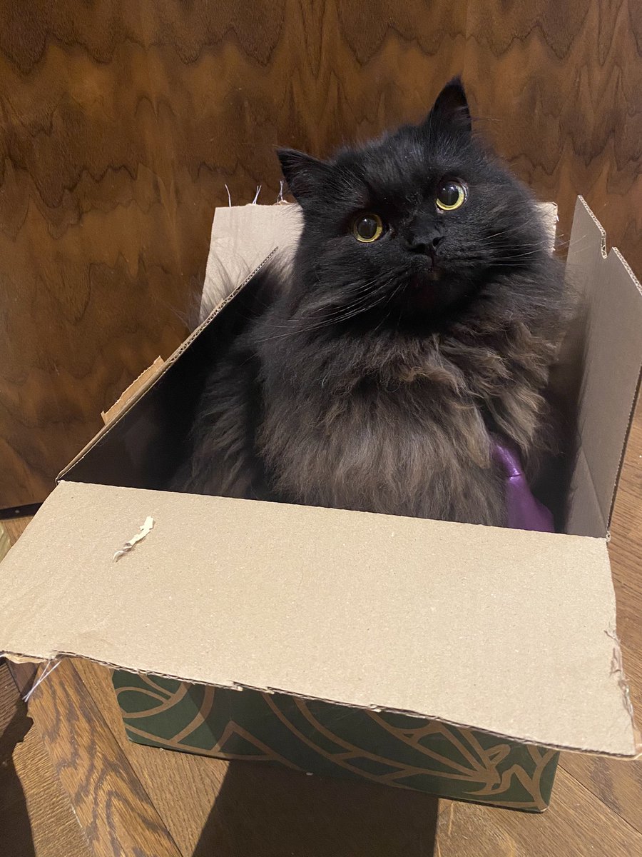 meow_london's tweet photo. Just got a parcel from my Auntie!...
I got my Advent Calendar and equally important.... a box! 😸
Thank you Auntie! 🐾
#adventcalendar #catboxes #smile #catlife #xmasgifts #pets https://t.co/7l9BKM0Wrd