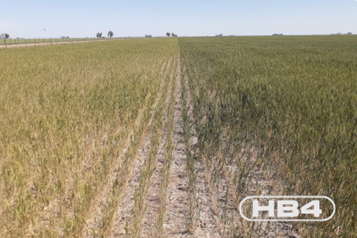 BioceresCropS's tweet photo. Dry winter season in Argentina demonstrates and underscores HB4 Wheat's full potential. #HB4Technology #HB4Wheat https://t.co/1zvdeMSVCw