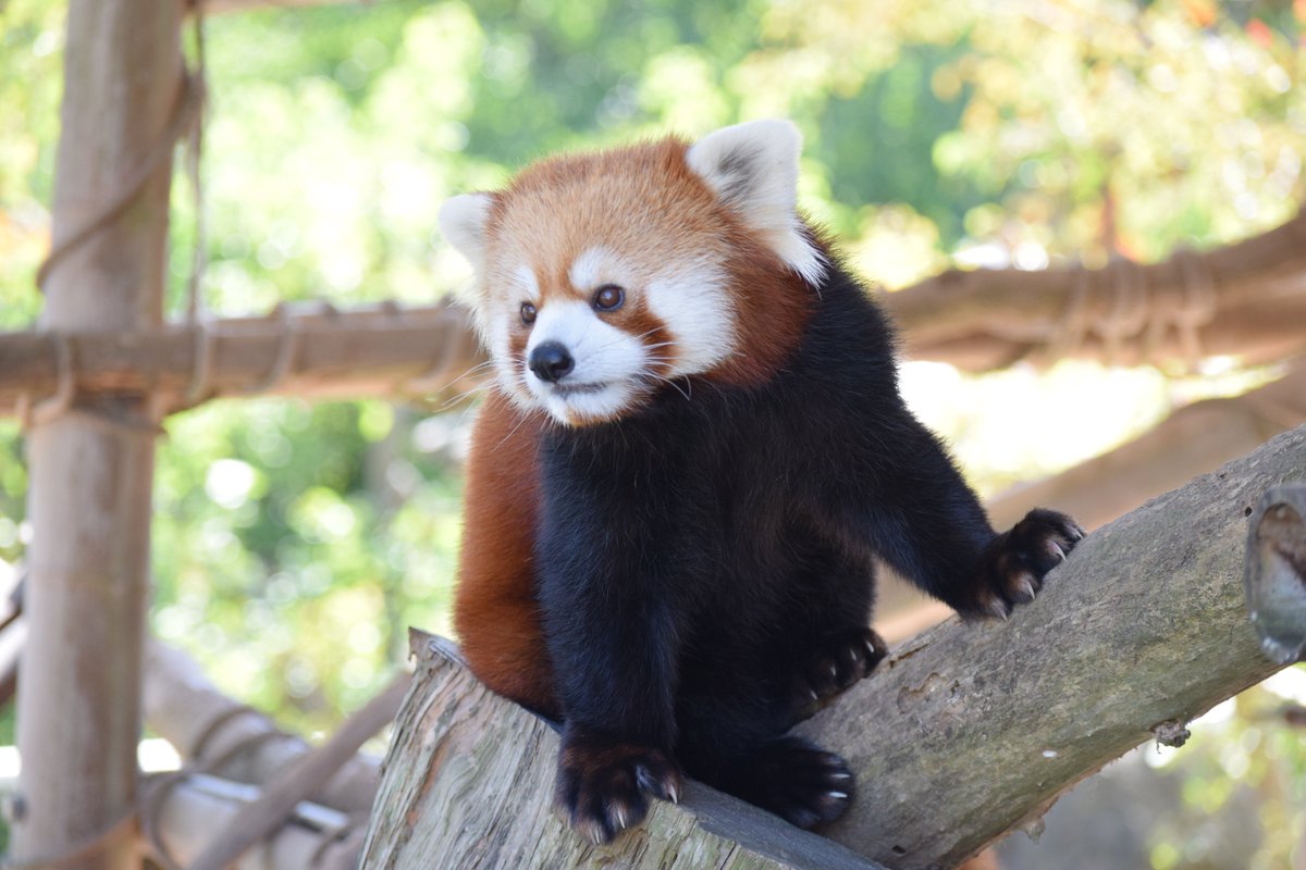 かみやん 秋吉台サファリの動物ふれあい広場 名前に侮る勿れ 国内では珍しいハゲコウのフライト マルミミゾウへのフィーディングなど唯一無二のエキサイティングなふれあい広場です 10月27日撮影 秋吉台サファリランド