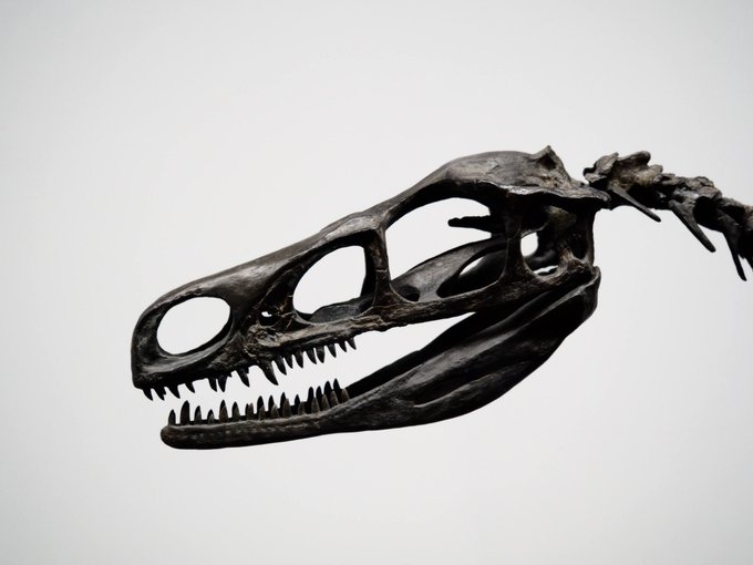 福井県立恐竜博物館のtwitterイラスト検索結果