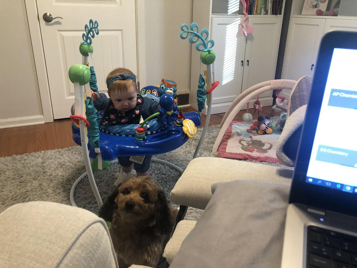 DOminiakSCIENCE's tweet photo. Teaching 2020 when you don’t have childcare 🤷‍♀️🤦‍♀️ at least I have some cute teaching assistants 👶🐶 #collsspirit https://t.co/HrolV3veTi