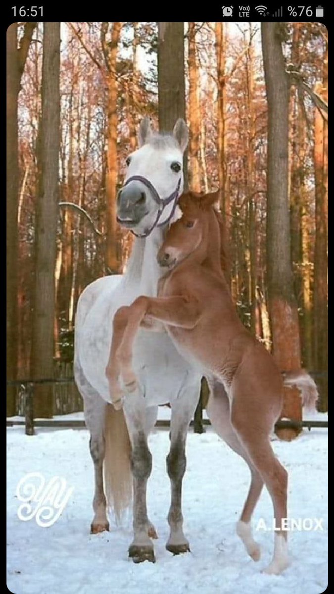 gülsüm (@zeyno83707483) on Twitter photo 