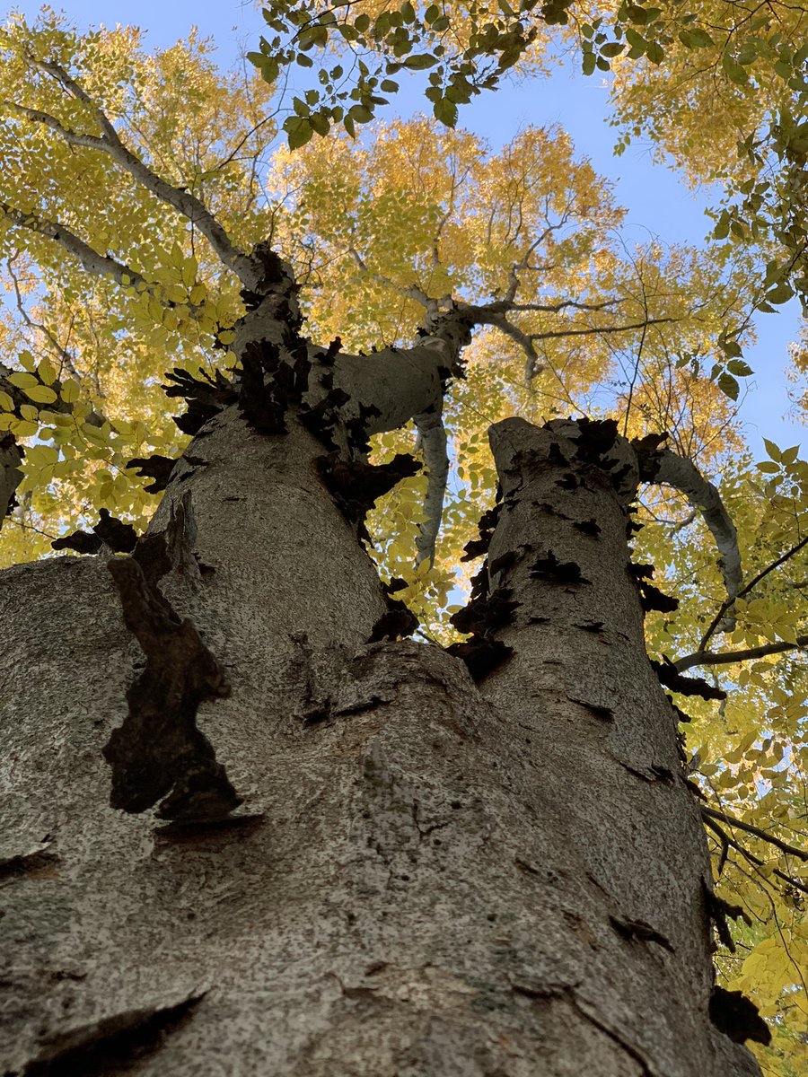 闵娅 (Min Ya | Minya), PhD tweet media