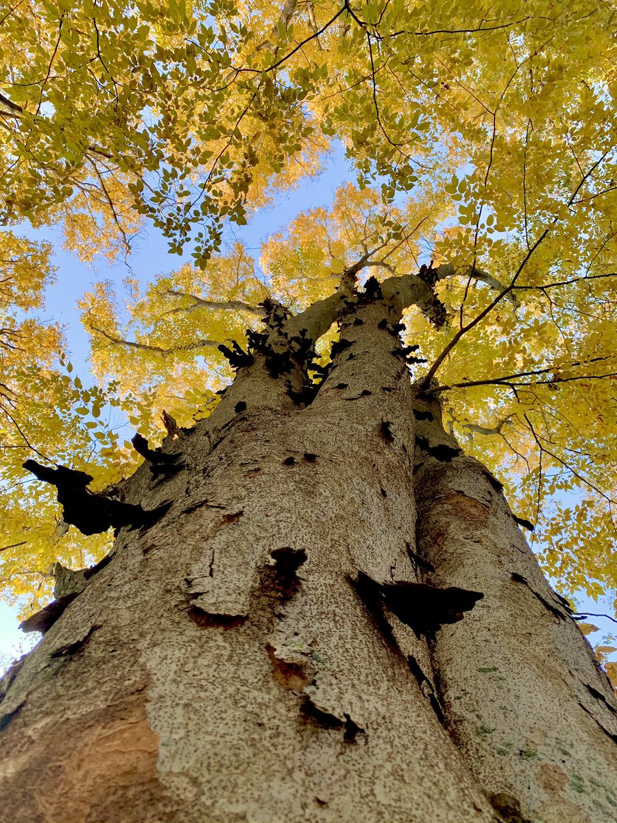 闵娅 (Min Ya | Minya), PhD tweet media