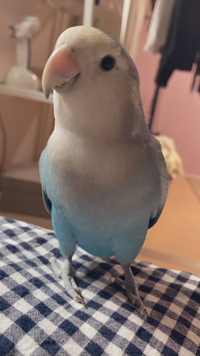 今週のLINEマンガ連載「りさこのルール」、うちで飼ってるコザクラインコ「きよちゃん」出演してるの気づきました? 