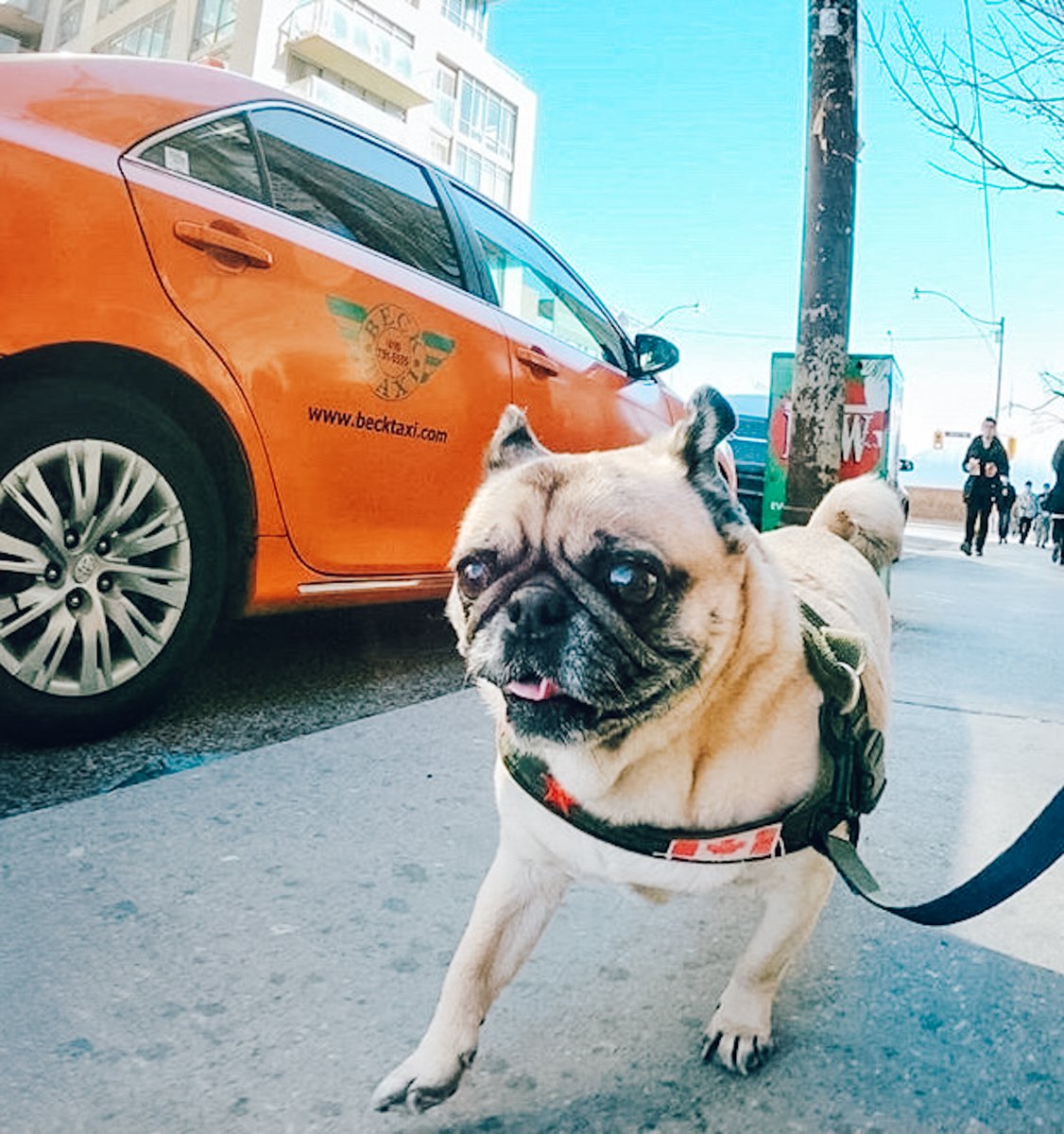 BeckTaxi's tweet photo. Thanks, @atomthepug, for this picture of us on your walk.⁠
⁠You will spot us all over in Toronto in our signature orange. 
⁠
WOOF! You are our spotlight photographer this week! Check out the IG account for more #pugtales.⁠
+⁠
+⁠
+⁠
#BeckLovesTO #pugsofinstagram #Beck #yyz https://t.co/t3s0AG4UpW