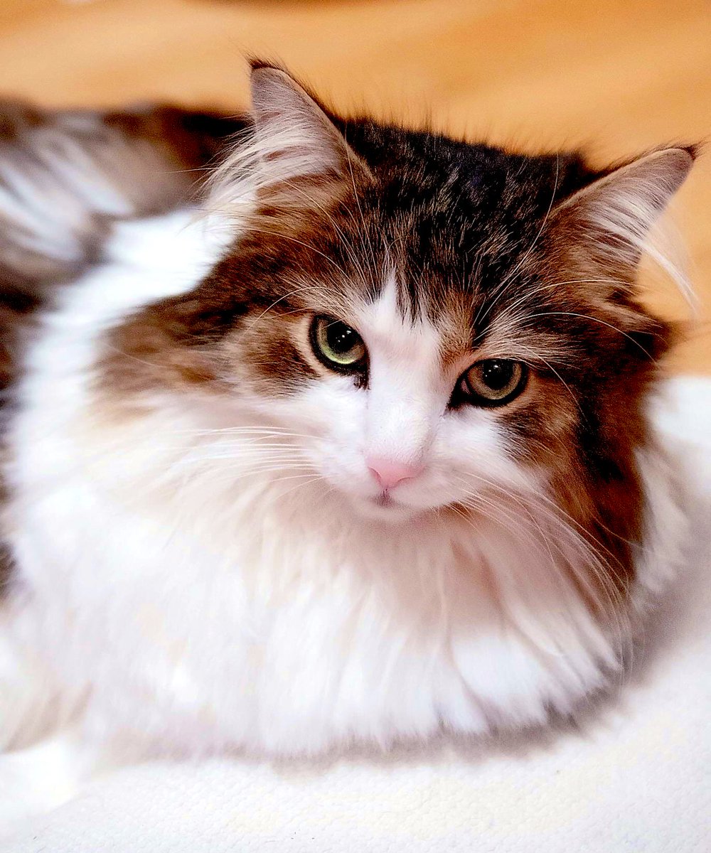mariah_kari4's tweet photo. #CatFie #CatShot #snapshot #animals #CatsOnTwitter #rescuecats #Kissat #beautifulCreatures https://t.co/0iWu6hWABE