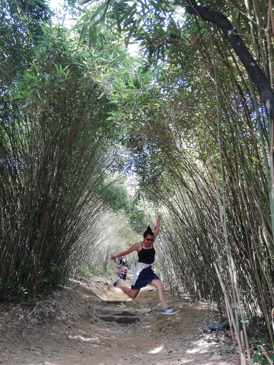 EveDefacto's tweet photo. Jungle bamboo at Pak Kong Saikung Hongkong https://t.co/QcrXq7atm7