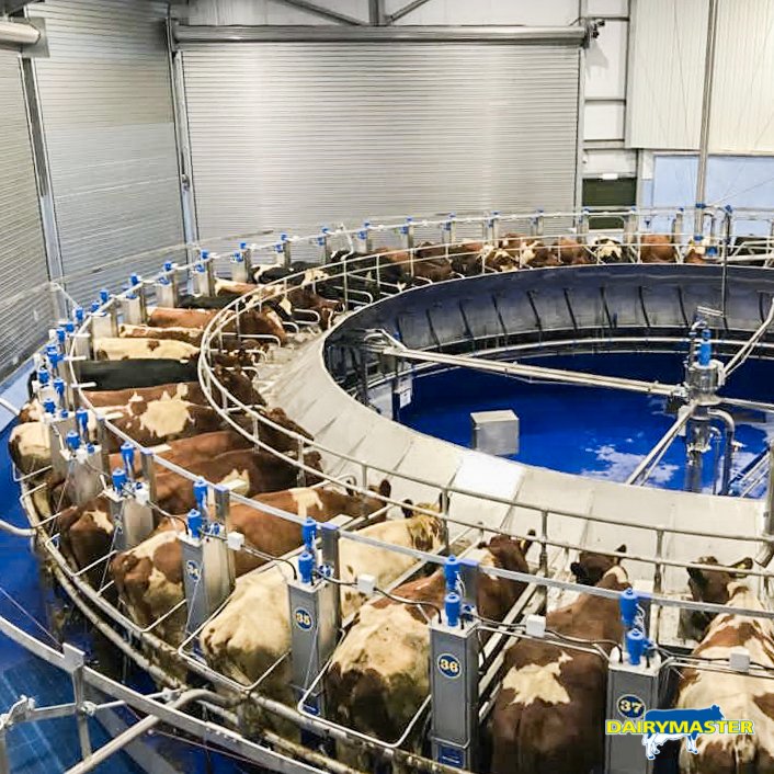 dairymaster's tweet photo. There was great excitement in Darlington in the UK this week as Acorn Dairy had their first milking on their fully automated 50 unit Swiftflo Rotary. We must say it does look impressive... https://t.co/YD7BBRy9cq