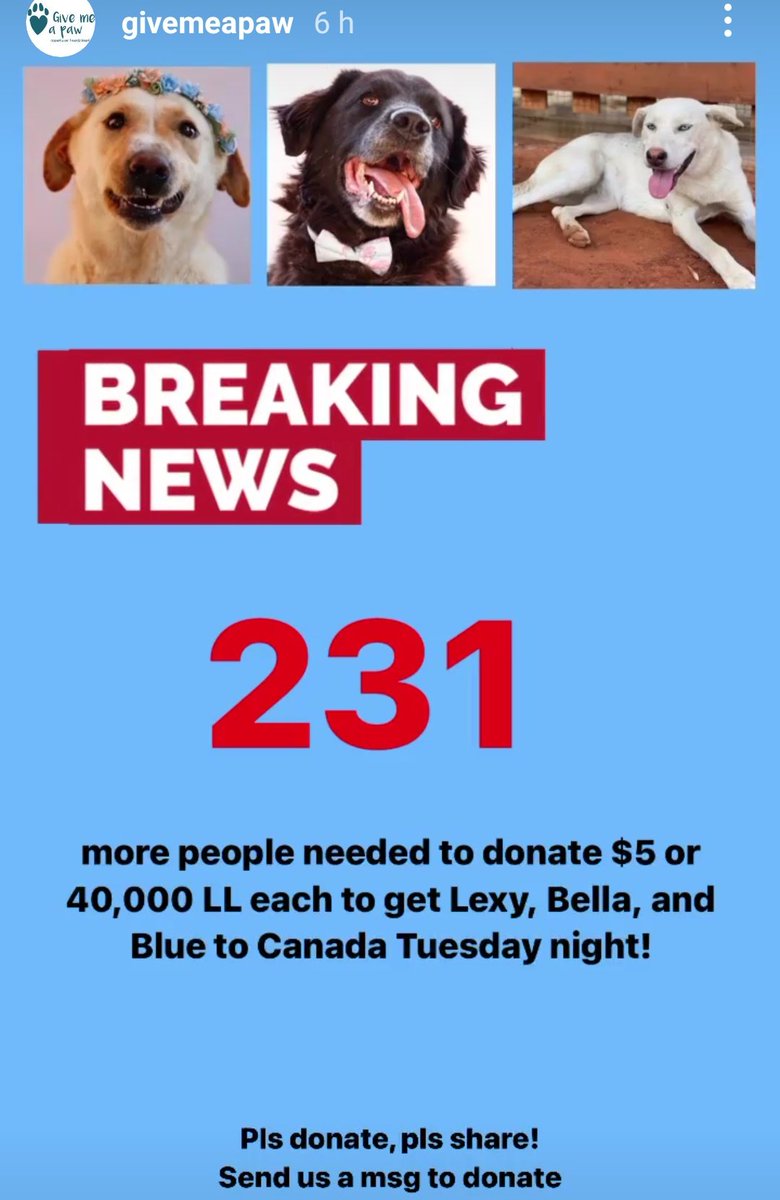EliasAbiNasr1's tweet photo. can you help to make them be there in their forever new homes in #Canada , #Lebanon #supportshelterdogs #flycanada #givemeapaw , @givemeapawlb , come on dear Twitter friends your help is needed https://t.co/1nN4QErmMC