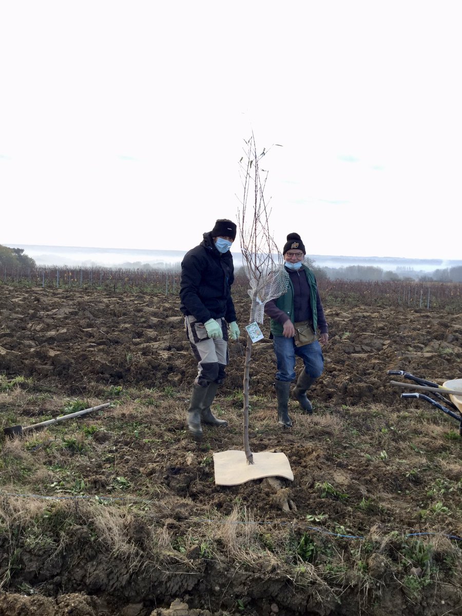 Planting trees in the Vouvray vineyards this morning as part of a joint project with a small team of Vouvray growers to increase diversity in the vineyards.