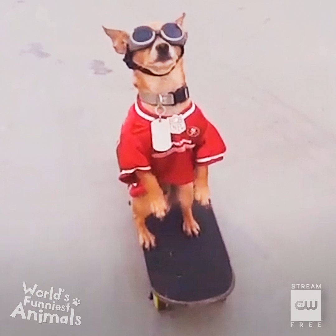 Let's roll. A new #WorldsFunniestAnimals airs tonight at 9/8c! Stream tomorrow free only on The CW.