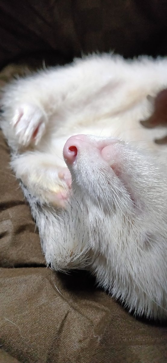 Cancelo ガウス No Twitter