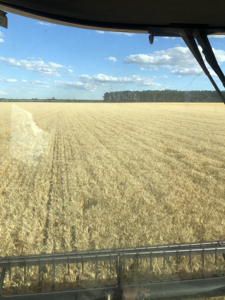 Nachoimhoff's tweet photo. Excelentes resultados con Miravis Triple Pack y Elatus Ace , ensayo con Yabito SA. 👏🏻👏🏻 600 Kgs arriba del test y 220 arriba del T+E 
@Syngenta_ar https://t.co/rfFQxgRQpG