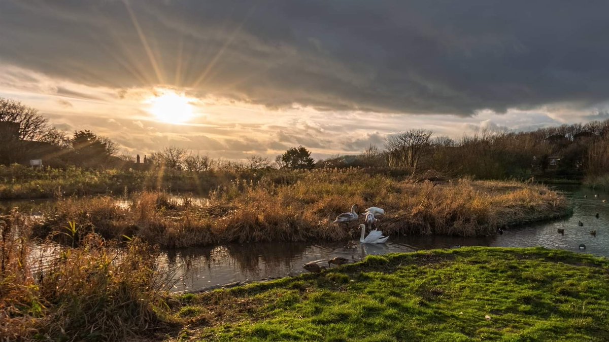 Yesterday, down at the pond.
#ducks #swans #habitat #nature #NaturePhotography