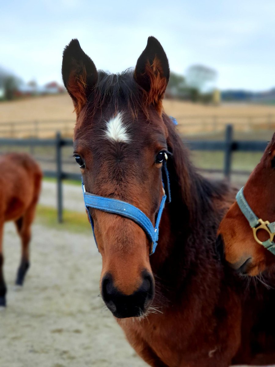 Hassel Supremacy etter Readly Express u. Global Supremacy. Her i barnehagen hos Stall Handeland.