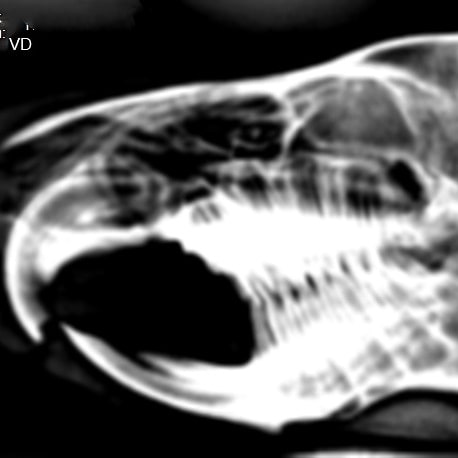 BOYCAN Veterinarios tweet media