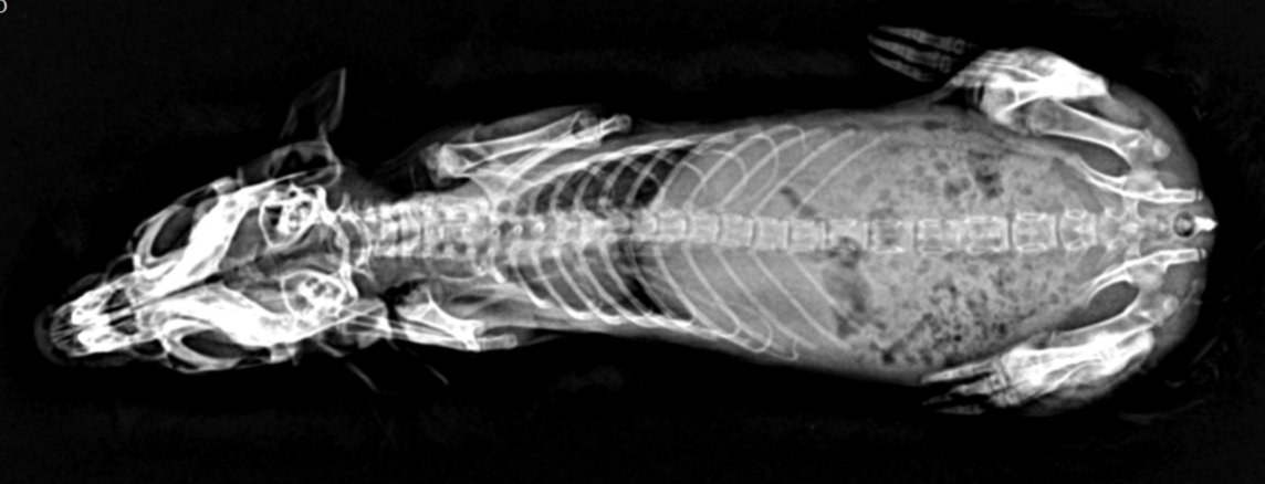 BOYCAN Veterinarios tweet media
