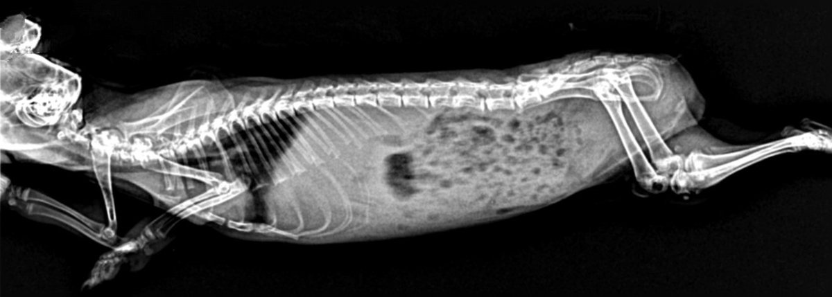 BOYCAN Veterinarios tweet media