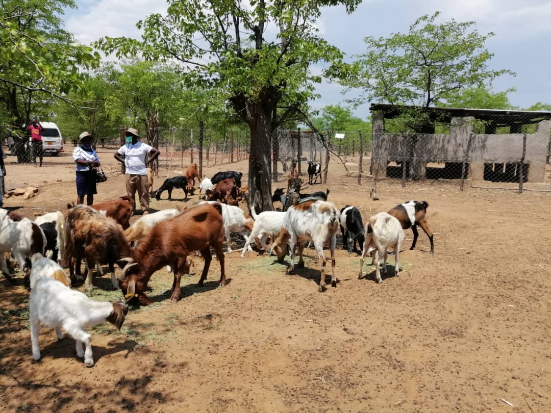 Michview in partnership with the leading development organization conducted a farmer to farmer look and learn visit yesterday in Buhera District. <a href="/ZAGPGoats_Pigs/">VALUE Consortium</a> <a href="/michview/">Lindani Ncube</a> <a href="/newtoncharig/">Newton Chari</a> <a href="/pmsagonda/">Phineas Sagonda</a> <a href="/TimoOlkkonen/">Timo Olkkonen🇫🇮 🇪🇺🇺🇦</a> <a href="/PMafira/">PRECIOUS MAFIRA</a> <a href="/GoalZimbabwe/">GOALZimbabwe</a>