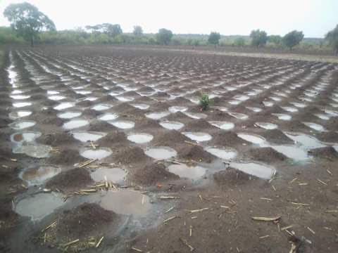 Positive view on Pfumvudza but what I find very disturbing in Zimbabwe is the use of weed killer chemicals. Hanzi hatichasakura! But you’re destroying the richness of the soil and natural habitat. The long-run impact is lower yields. Chemicals destroy living organisms in the soil
