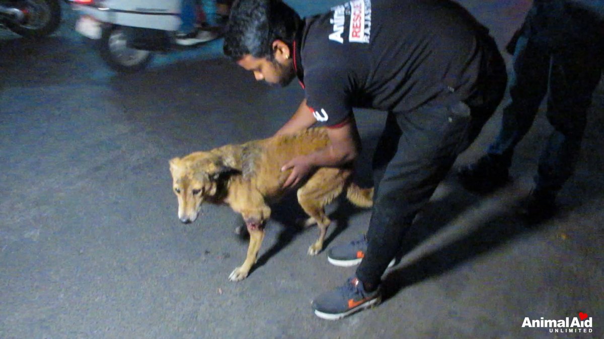 animal aid adoption center