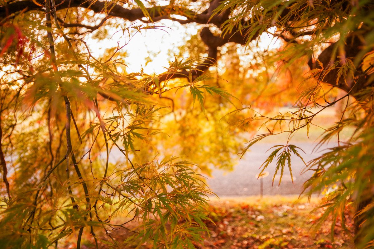 mo_ttitti's tweet photo. #photography 
#autumn 
#Japan 
#お写ん歩 https://t.co/UJ2vnP9eQr
