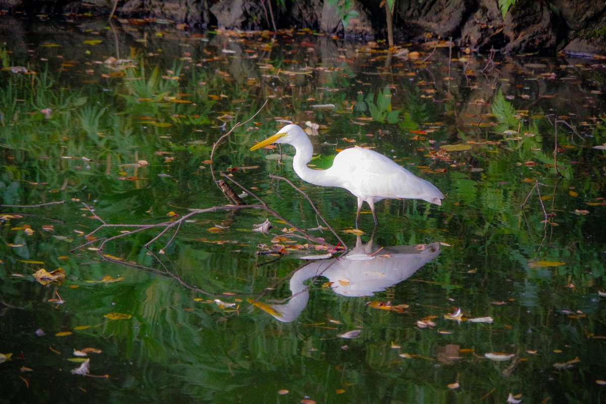 mo_ttitti's tweet photo. #photography 
#autumn 
#Japan 
#お写ん歩 https://t.co/UJ2vnP9eQr