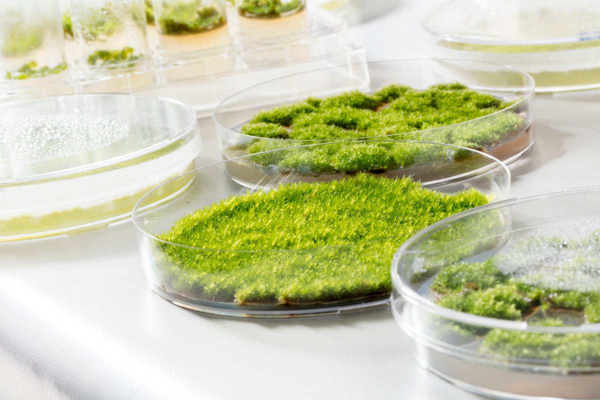 mossebelle's tweet photo. You can still make it for Christmas - be quick and order today. #etsy shop: Mossebelle - DIY Moss Kit https://t.co/SkRFQW9b6R #green #gray #diy #moss #terrarium #fragrance #homemade #craftsupplies #liveplants https://t.co/iGP3T2CHQ8