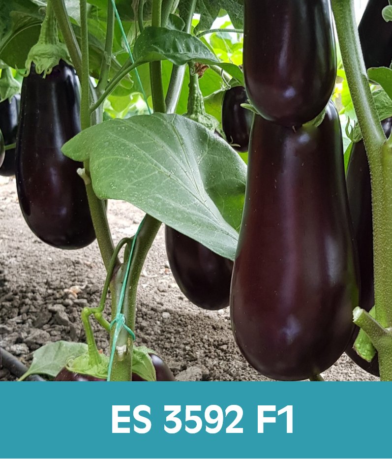 ErgonSeed's tweet photo. Over the past year we have tested several eggplant varieties in our greenhouse in Andijk. Varieties ES 3591 F1 and ES 3592 F1 appeared to be very succesful and are selected by our technical engineer. Take a look on our website for more info: https://t.co/n2kHzlM1hX https://t.co/Y9uYlvnZyp