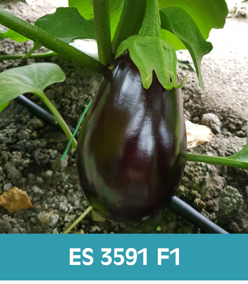 ErgonSeed's tweet photo. Over the past year we have tested several eggplant varieties in our greenhouse in Andijk. Varieties ES 3591 F1 and ES 3592 F1 appeared to be very succesful and are selected by our technical engineer. Take a look on our website for more info: https://t.co/n2kHzlM1hX https://t.co/Y9uYlvnZyp