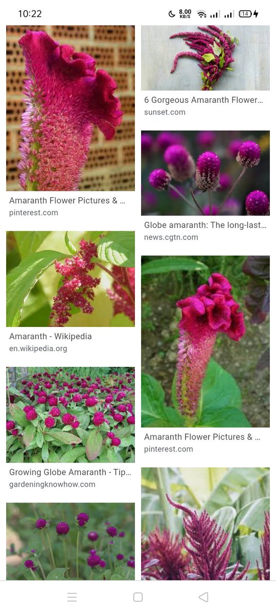 I wasn't sure with some of the flowers so please please correct me if I made a mistake For Ethan's, I know it says Amaranth in his letter but when I searched for photos, it didn't look like the ones on the game so I went with Lisianthus (which I got from AFTERLIFE_ST)