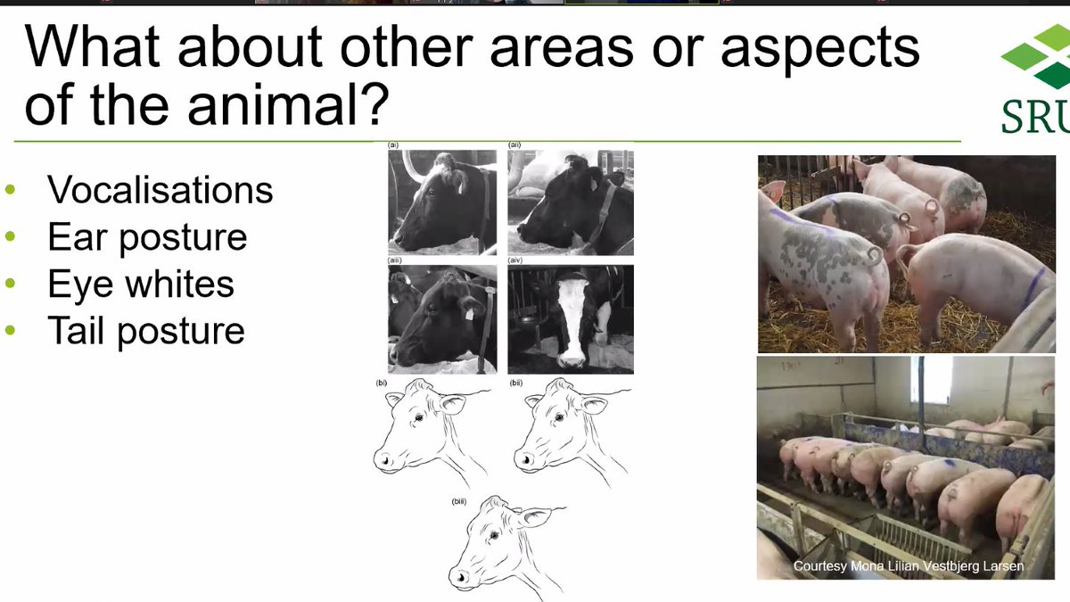 Nuno_H_Franco's tweet photo. Very promising results using computer vision and machine learning to monitor facial expressions in pigs, but Emma brings our attention to a world of other possible indicators. An integrated approach is warranted, but also validation. #PLFworkshop https://t.co/SgvIIjeynZ