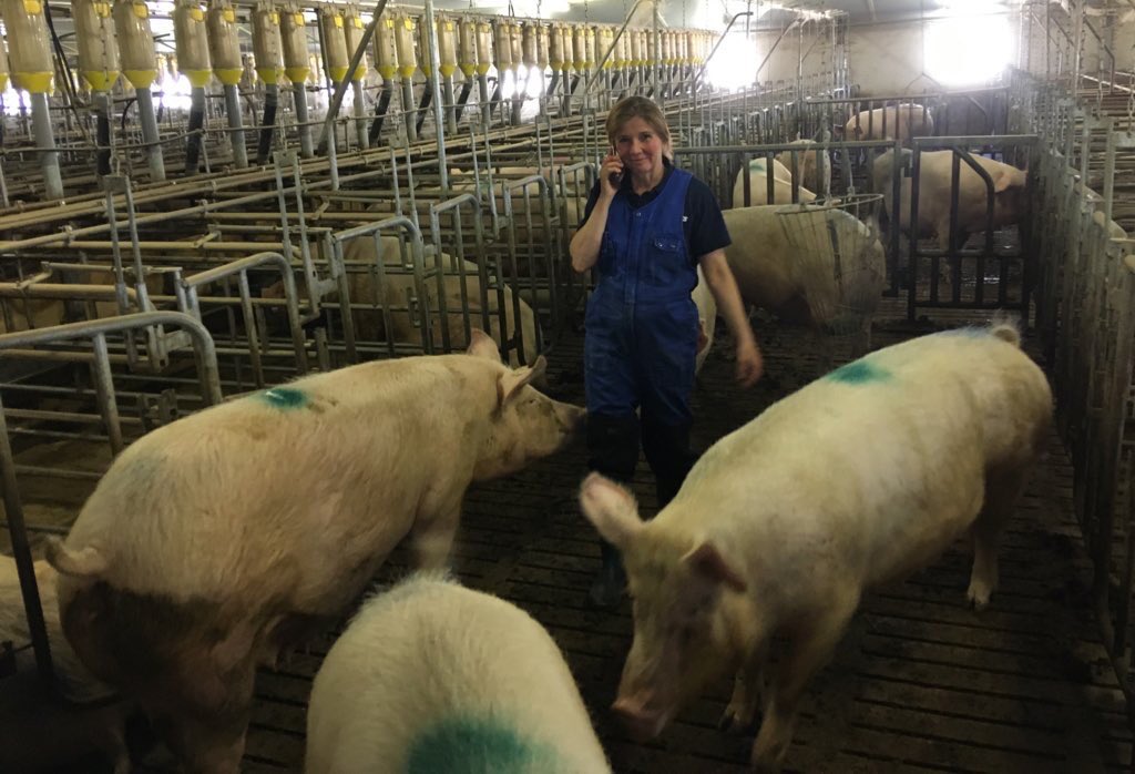 sabinegrobbink's tweet photo. #dagvandeondernemer
Als #boerin ben ik van alle markten thuis!Ik noem mijzelf voor de grap #varkensgynaecoloog insemineren,scannen,alles rondom geboorte van de biggen begeleiden.Ik ben ook #werkgever, #energieleverancier,#telefonist tussen de #varkens #gezinsbedrijf #duurzaam https://t.co/FEaXsEJihU