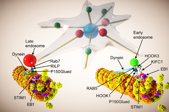 embojournal's tweet image. Distinct subcellular distribution of early and late #endosomes is driven by differential interaction with STIM1-#dynein and #kinesin-14 #KIFC1 #microtubule motors - work by @gserini et al @adhynamic group @fpoirccs
embopress.org/doi/10.15252/e…