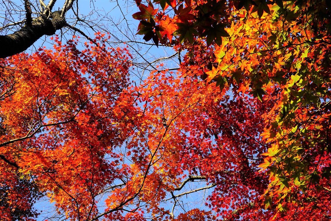 _miyu_ki's tweet photo. ちょっとの間しか
居なかったけど

京都で見た紅葉綺麗だった🍁
途中雨降って来たけど
すぐに晴れたから運良かった😌🎶

今年も
紅葉見にこれて良かった(*´∇｀*)

#京都
#紅葉
#いいね返し https://t.co/Y5EtwDRSG6