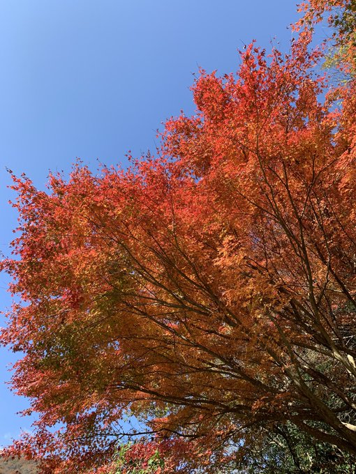 びわ湖テラスで絶景カフェ三昧 予約はできる ペットはok 混雑状況やアクセスなど体験レポ にゃんとりっぷ