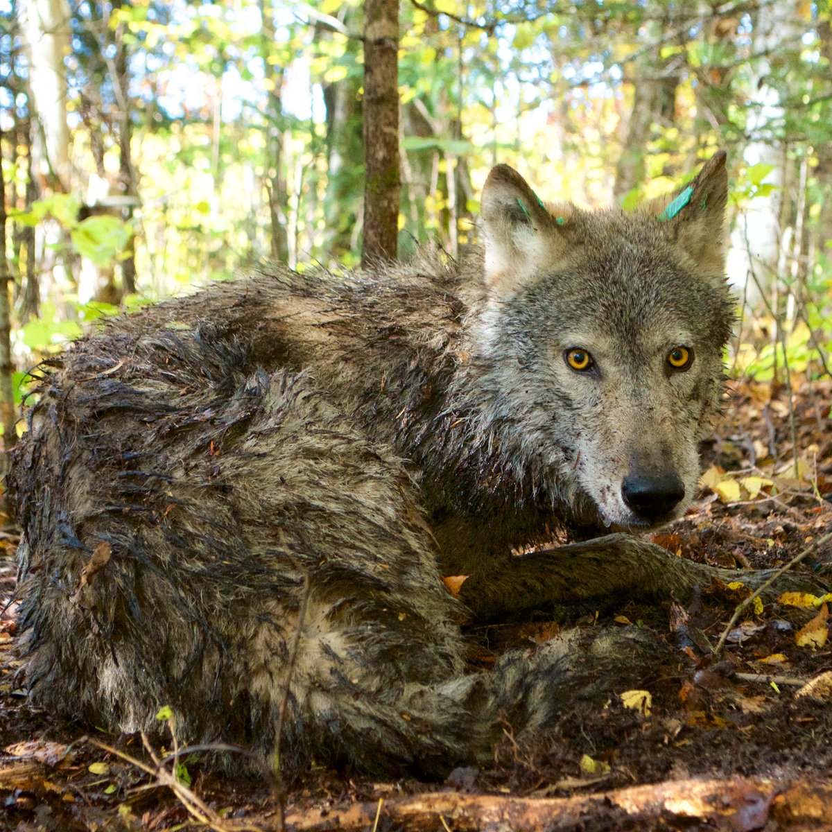 A final update on Wolf V083, the beaver specialist. From May 1 to October 29, V083 killed a whopping 42 beavers, which is 14 more than any other wolf we have studied. Put another way, Wolf V083 was killing one beaver every 4.2 days. (1/8)