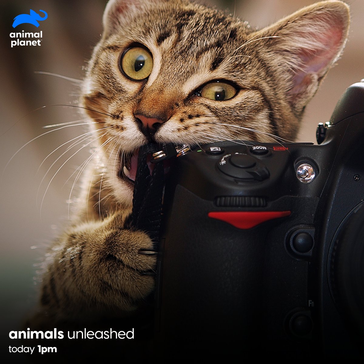 Animal Planet India on Twitter: Animal Planet India on Twitter: