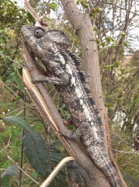 FRamiliarison's tweet photo. Une belle créature dans notre jardin 😁 
#tarondro https://t.co/TCOsaj8RW8