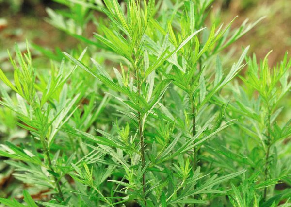 Happy Venus day everyone! In honor of Venus I would like to give a shout out to one of my favorite venus-ruled herbs: mugwort 1/