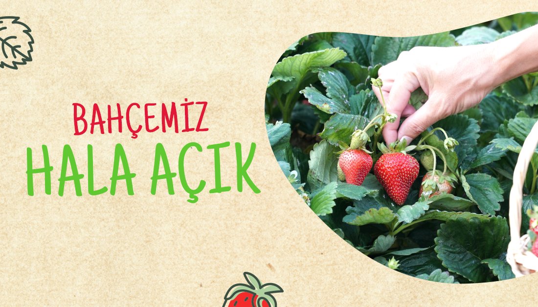 Kafemizi, Covid-19 kapsamında alınan tedbirler nedeniyle kapatıyoruz. #Çilek bahçemiz şu an için #açık ve çileğimiz var. Çilek toplamak isteyen herkesi bekliyoruz. 🍓
