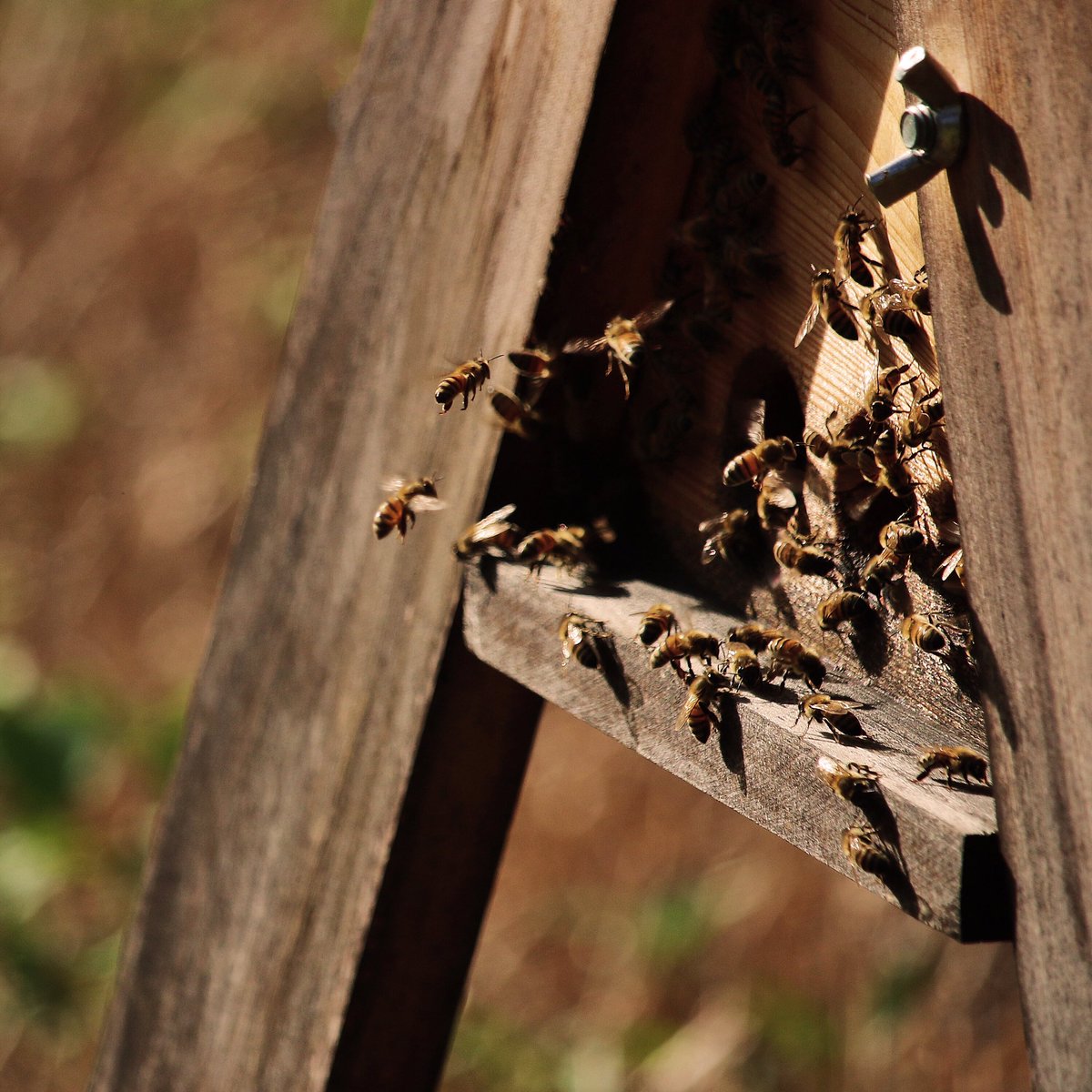 BunchFarms's tweet photo. If you want to start keeping 🐝 as a hobby, consider Top Bar hives! TBH is a great alternative to the standard Langstroth hive.
TBH require less materials to construct, no special honey processing equipment and they are  easier on your back!
#bunchfarms #besthoneyinmiami #tbh https://t.co/j8wJuIl5A0