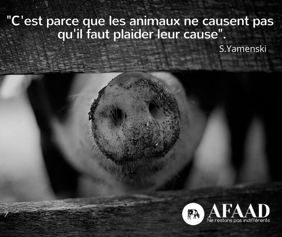 AFAAD4's tweet photo. L'#AFAAD remercie chaleureusement tous ses #adhérents, ses membres bienfaiteurs, ses #bénévoles pour le travail déjà accompli depuis 5 ans au service des #animaux de ferme. Plus que jamais, continuons !
🙏Rejoignez-nous : https://t.co/MiWRb8Y5h8 https://t.co/OFXkOriJZc