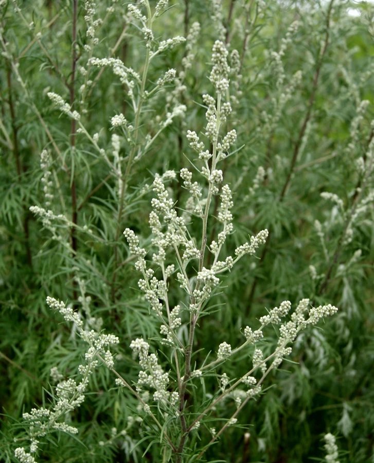Mugwort (artemisia vulgaris) is considered by many to be a noxious weed but she is so much more! Some medicinal uses include: relieving muscle cramps, headaches, uterine cramps, colics, and much more 3/