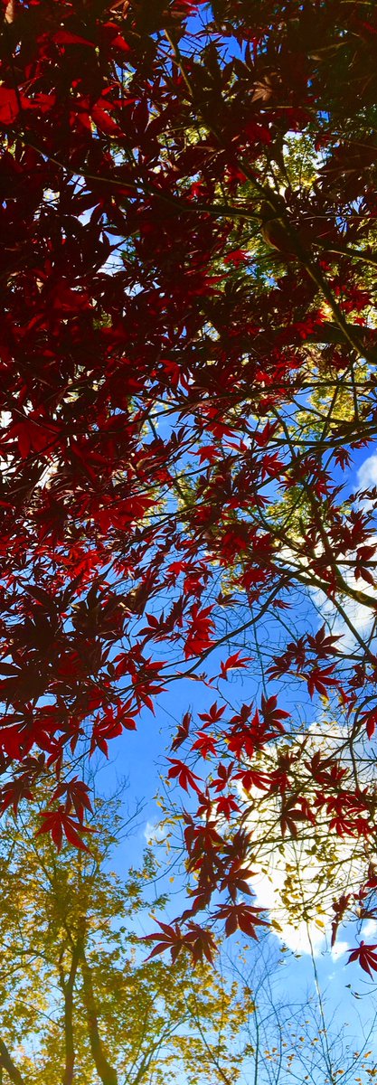LandcareToronto's tweet photo. It’s a beautiful day in the... #fall #sun #landcare #landscape #colour #toronto #feelslikespring #red #blue #nosnow #ontario #bloorwest #goodday #landcare https://t.co/5PQYPIYkAA