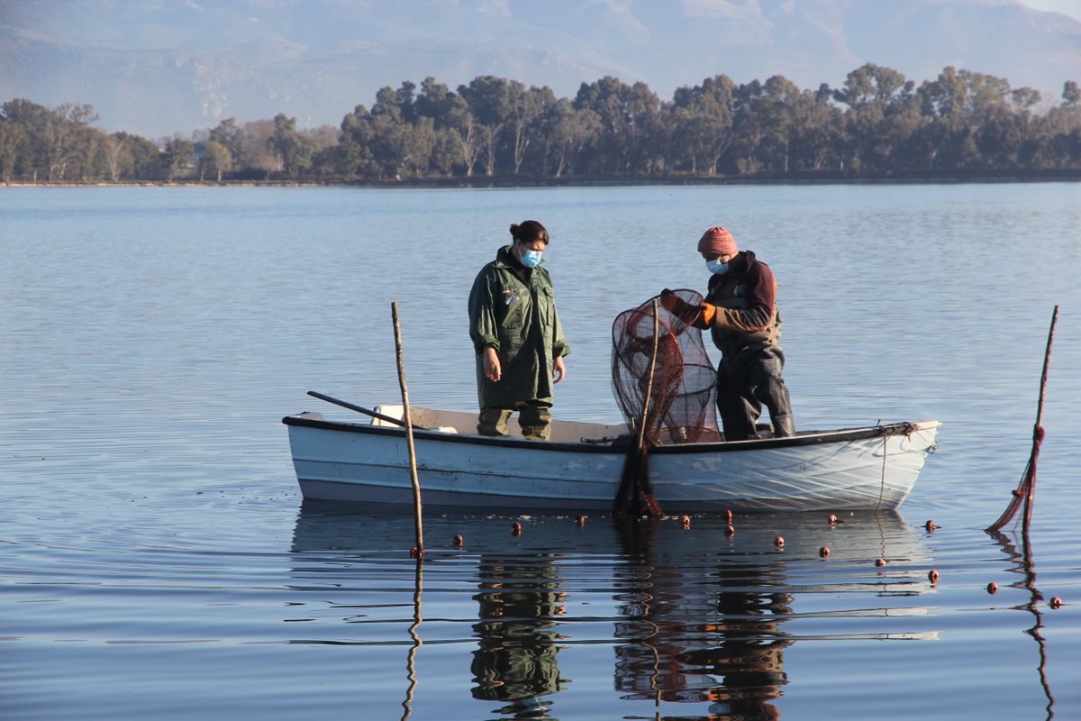 FabioMassa1's tweet photo. It has been wonderful coming back after many years to the #lagoon of Fogliano and meeting friends working on #eels program monitoring #recruitment #migration standing stock and #restocking. @stefanako71; @rampacci; @DFezzardi; @LindaFourdain; @HamzaHoussam01; @Fabriz_Car; https://t.co/E4Yk8vD4e1
