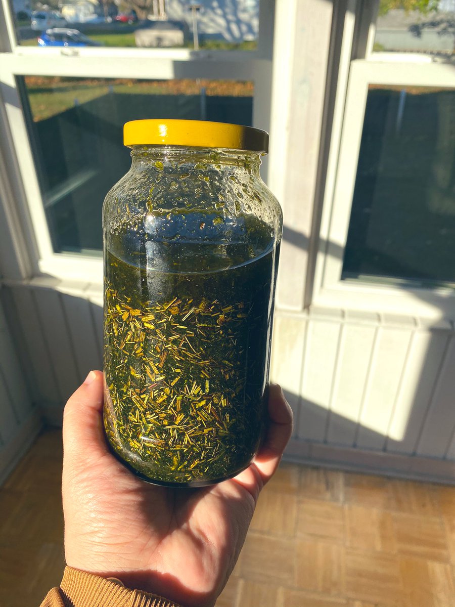 I do not find mugwort to be a hallucinogenic, but it works more as an amplifier. I have recently begun using mugwort intentionally before bed with the goal to help me remember my dreams. I can say my dreams have become more lucid and vivid. 6/