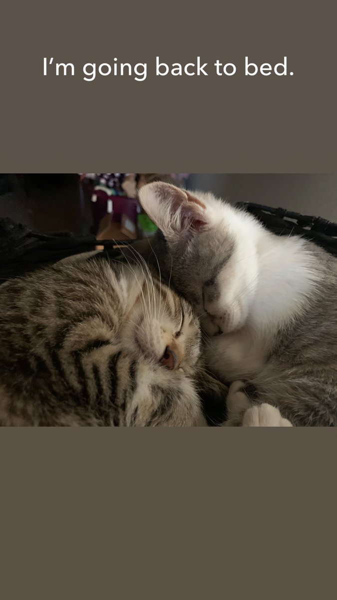 Our baby girls Charlie and Haru. ❤️#CatsOfTwitter