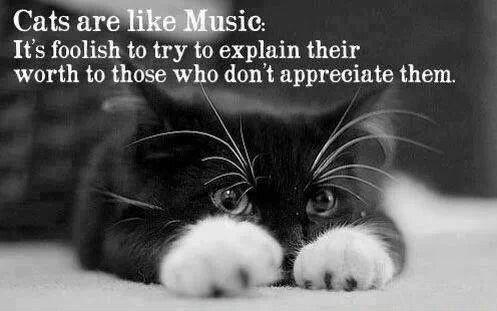 DawnAddonizio's tweet photo. #Cats #Kittens #Music #Purr https://t.co/WNLl7uZx1X